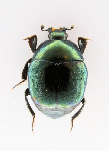Réf. 208 012 : Saprinus virescens